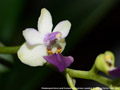 Photo : Phalaenopsis Anna-Larati Soekardi