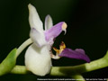 Photo : Phalaenopsis Anna-Larati Soekardi