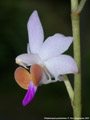 Photo : Phalaenopsis pulcherrima