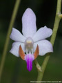 Photo : Phalaenopsis pulcherrima