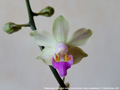 Photo : Phalaenopsis Orchidom Nancy
