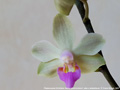 Photo : Phalaenopsis Orchidom Nancy