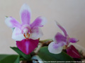 Photo : Phalaenopsis Anna-Larati Soekardi
