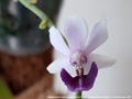 Photo : Phalaenopsis Anna-Larati Soekardi