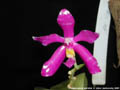 Photo : Phalaenopsis pulchra