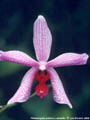 Photo : Phalaenopsis Pulamab