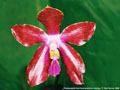 Photo : Phalaenopsis Red Nosa