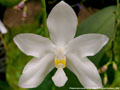 Photo : Phalaenopsis pulchra