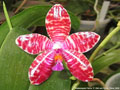Photo : Phalaenopsis Pulcia