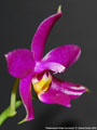 Photo : Phalaenopsis Fintje Kunriawati