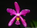 Photo : Phalaenopsis pulchra