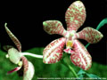 Photo : Phalaenopsis Memoria Henry Wallbrunn