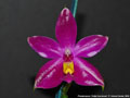 Photo : Phalaenopsis Fintje Kunriawati