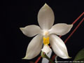 Photo : Phalaenopsis pulchra