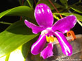 Photo : Phalaenopsis pulchra