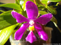 Photo : Phalaenopsis pulchra