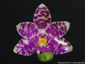 Photo : Phalaenopsis Pulcia