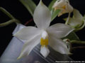 Photo : Phalaenopsis pulchra