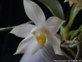 Photo : Phalaenopsis pulchra