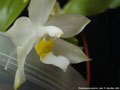 Photo : Phalaenopsis pulchra