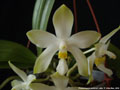 Photo : Phalaenopsis pulchra