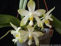 Photo : Phalaenopsis pulchra