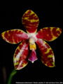 Photo : Phalaenopsis Alambra