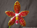 Photo : Phalaenopsis Alambra