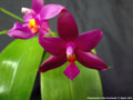Photo : Phalaenopsis Fintje Kunriawati