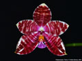 Photo : Phalaenopsis Pulcia