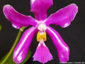 Photo : Phalaenopsis pulchra