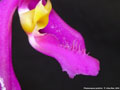 Photo : Phalaenopsis pulchra