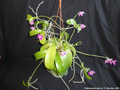 Photo : Phalaenopsis pulchra
