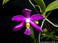 Photo : Phalaenopsis pulchra