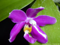 Photo : Phalaenopsis pulchra