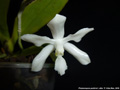 Photo : Phalaenopsis pulchra