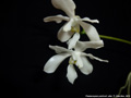 Photo : Phalaenopsis pulchra