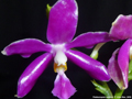 Photo : Phalaenopsis pulchra