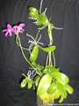 Photo : Phalaenopsis pulchra