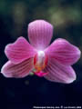 Photo : Phalaenopsis Sunday Java