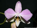 Photo : Phalaenopsis sanderiana