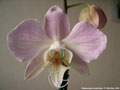 Photo : Phalaenopsis sanderiana