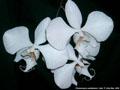 Photo : Phalaenopsis sanderiana