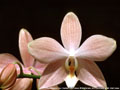 Photo : Phalaenopsis Doc Charles
