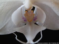 Photo : Phalaenopsis sanderiana