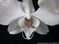 Photo : Phalaenopsis sanderiana
