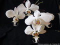 Photo : Phalaenopsis sanderiana
