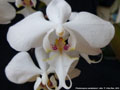 Photo : Phalaenopsis sanderiana