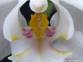 Photo : Phalaenopsis sanderiana