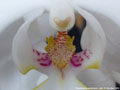 Photo : Phalaenopsis sanderiana